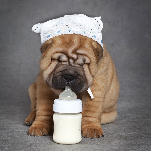 Easy Home Remedies for Dog Vomiting