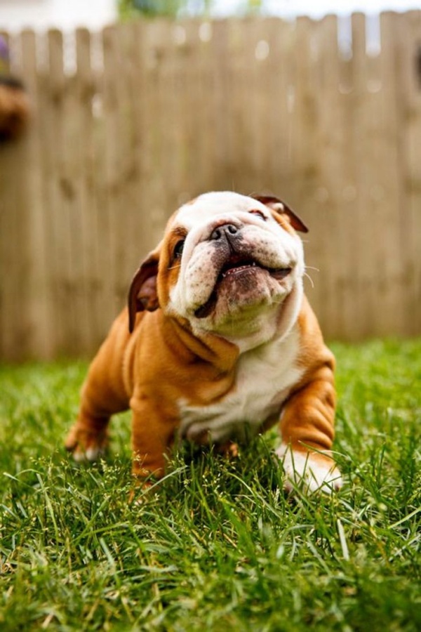 Most adopted Dog Breeds in the world