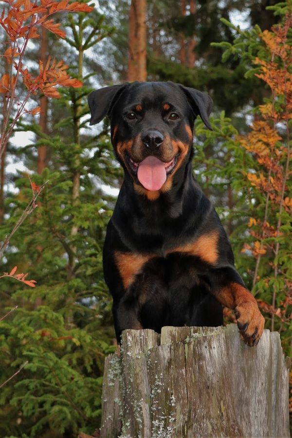 Most adopted Dog Breeds in the world