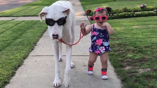 Amazing Pictures of Great Dane and their bond with the kids