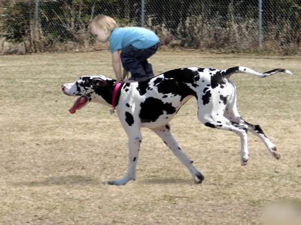 Amazing Pictures of Great Dane and their bond with the kids