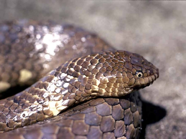 Most rarest snakes in the world