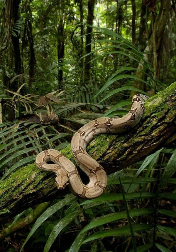Most rarest snakes in the world