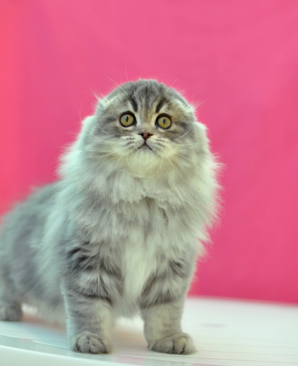 Popular Long Haired Cat breeds