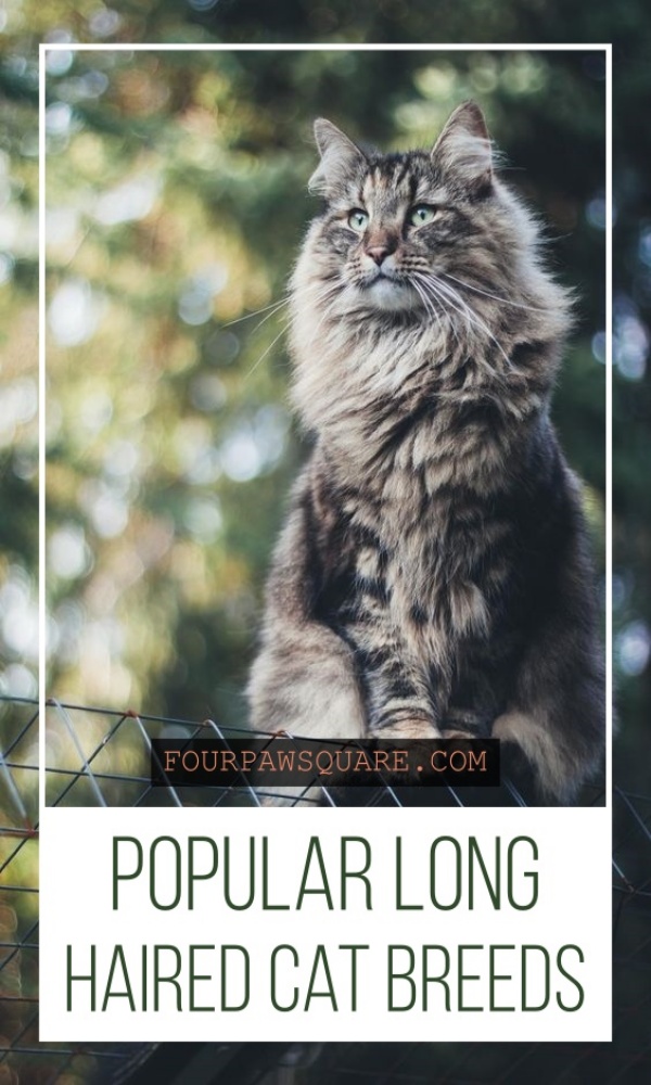 Popular Long Haired Cat breeds