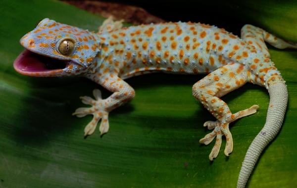 Best lizards to have as a pet