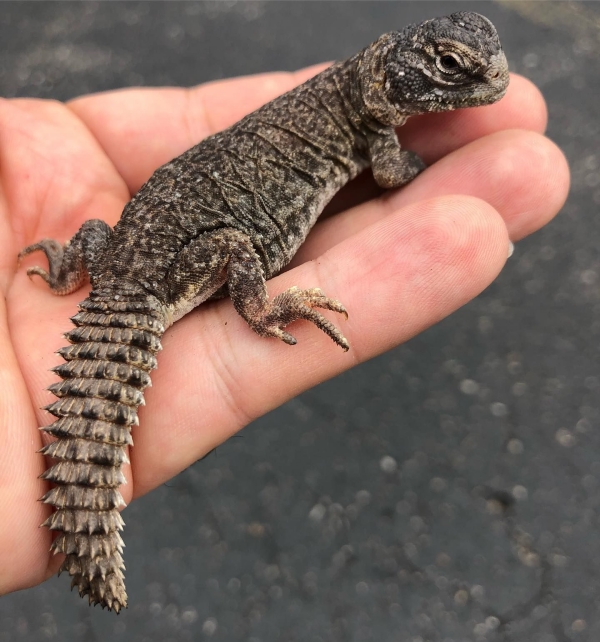 Best lizards to have as a pet