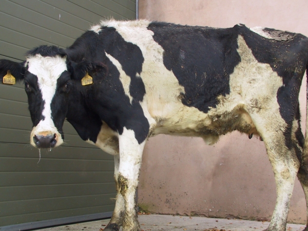 Causes of sudden death in cows