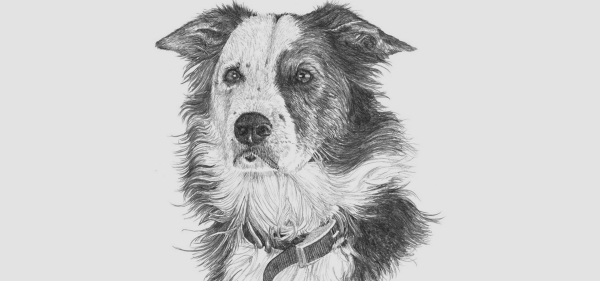 Animal Drawing Archives - Four Paw Square