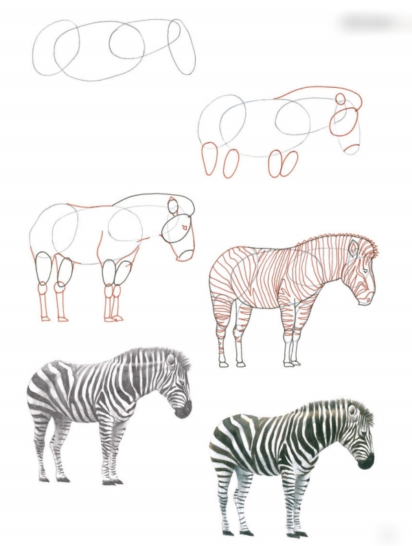 How to Draw your favorite Animal