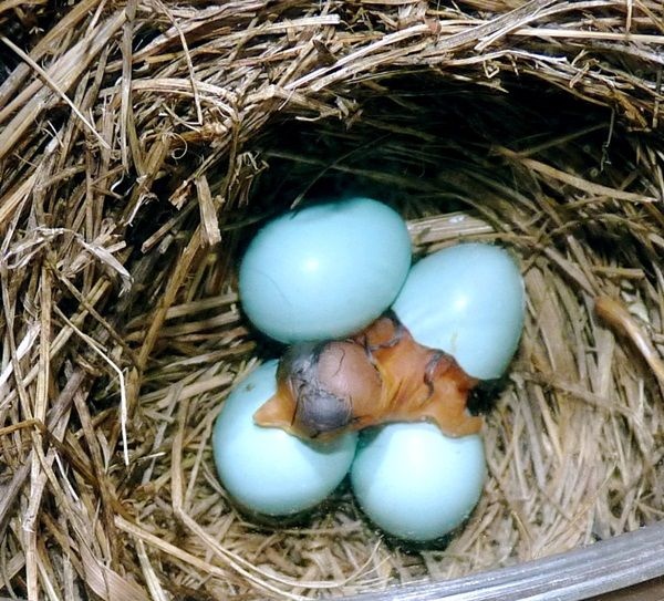 Amazing Pictures of Baby animals hatching eggs