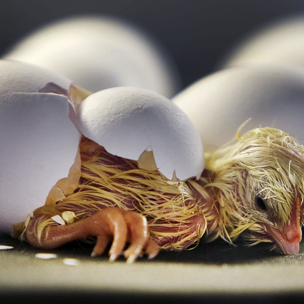 Amazing Pictures of Baby animals hatching eggs