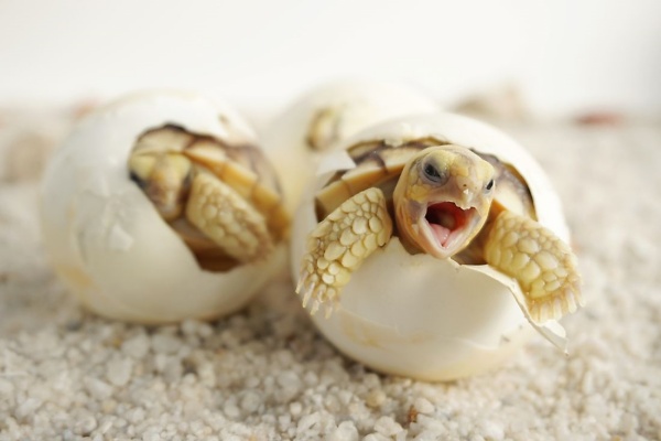 40 Amazing Pictures of Baby Animals Hatching Eggs - Four Paw Square