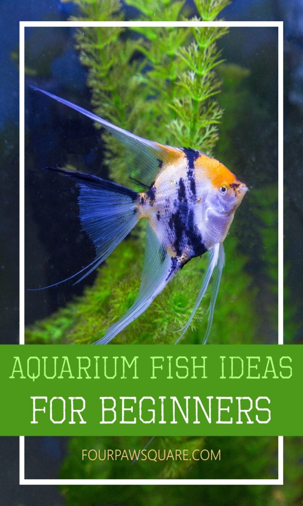 Aquarium Fish ideas for beginners