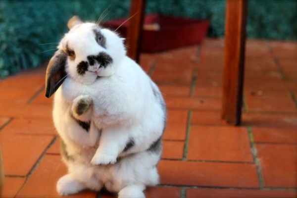 Cute Pictures of rabbit that make you smile- Funny Rabbit facts!