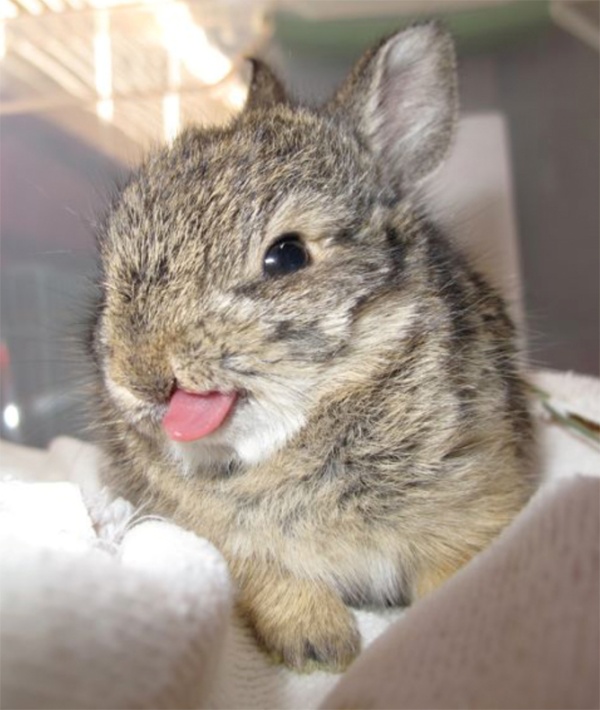 Cute Pictures of rabbit that make you smile- Funny Rabbit facts!