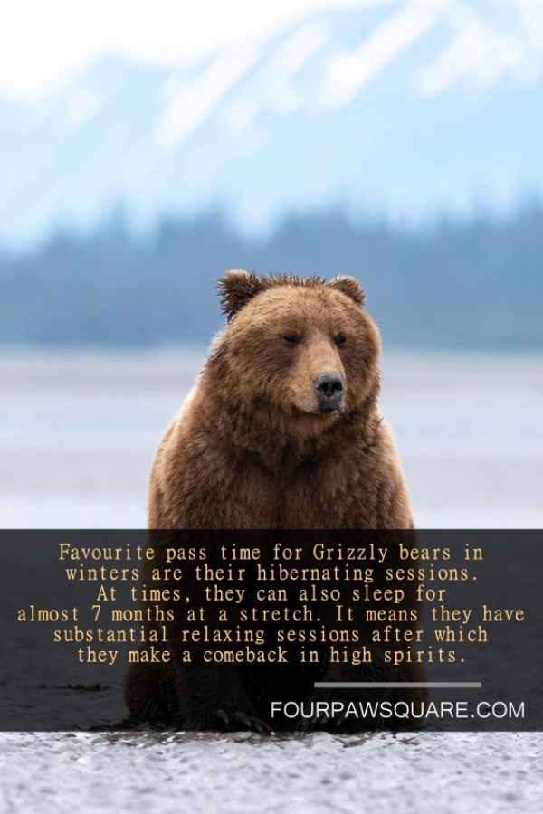 Fun Facts about Grizzly bear