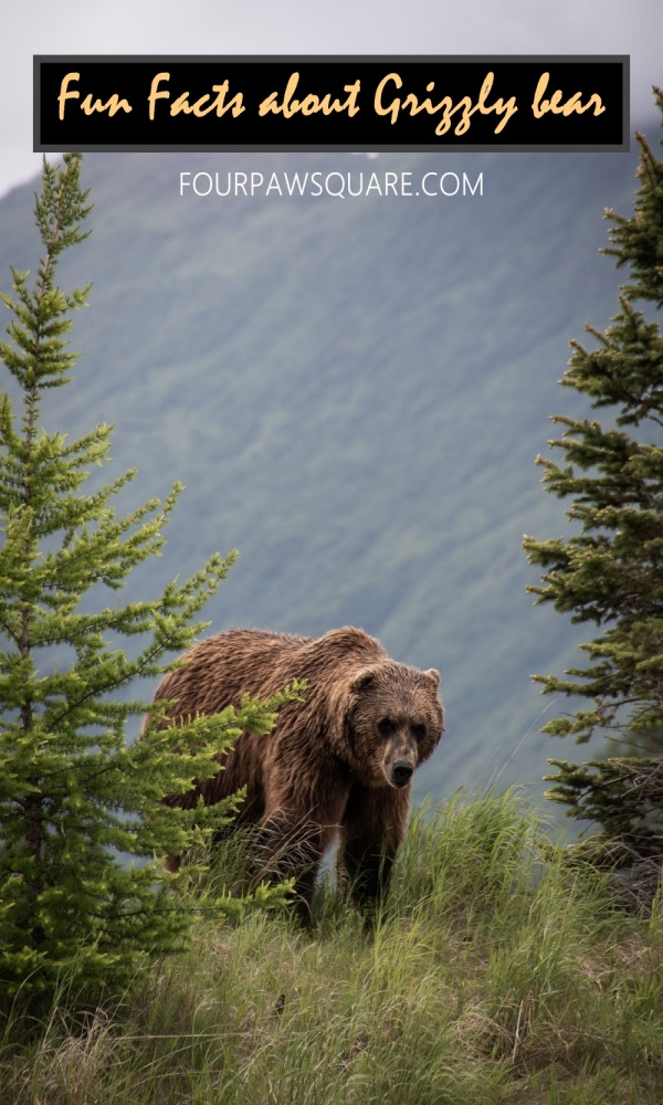 Fun Facts about Grizzly bear