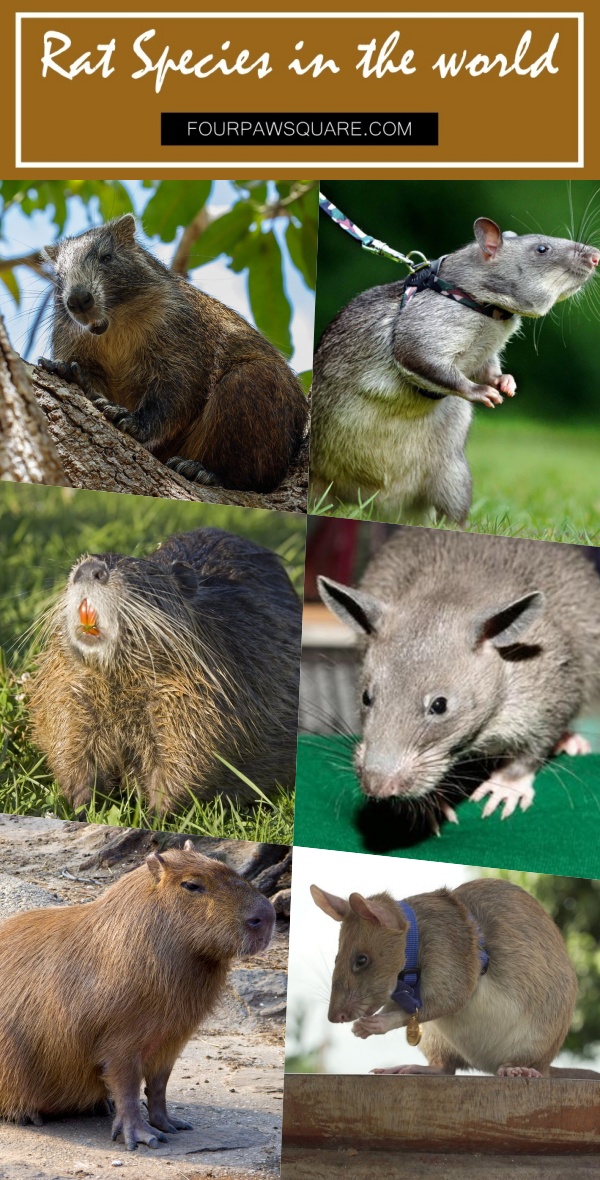 Rat Species in the world