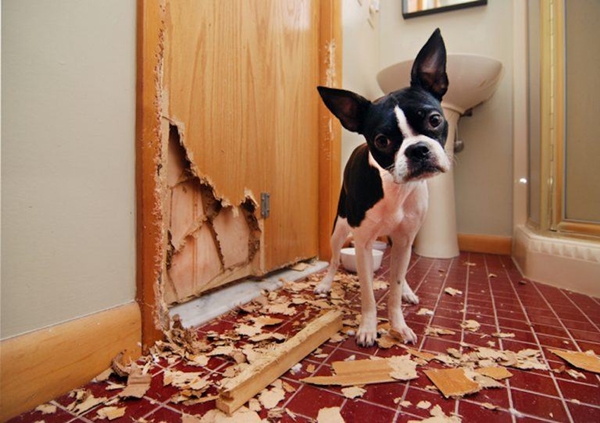 10 Most Annoying Dog Habits And How To Deal With Them