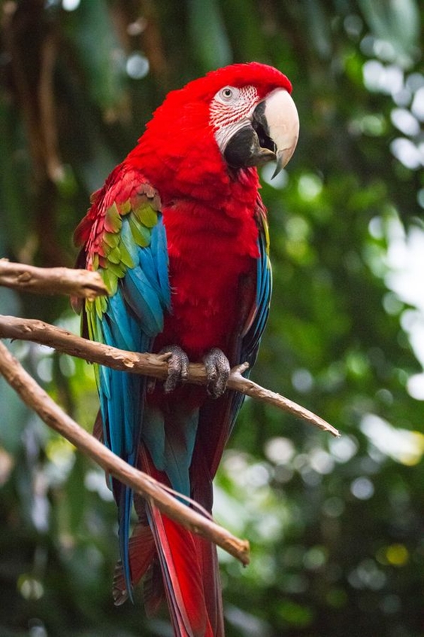 12 Most Colorful Parrot Species in the world