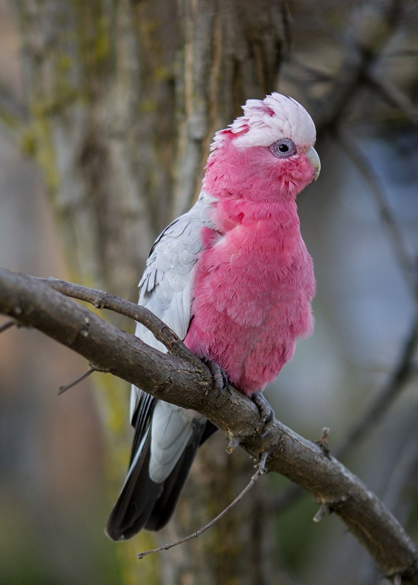 12 Most Colorful Parrot Species in the world
