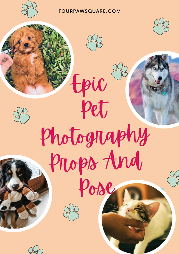 20 Epic Pet Photography Props And Pose