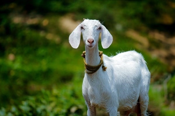 How to take care of Pregnant Goat: Information and Tips