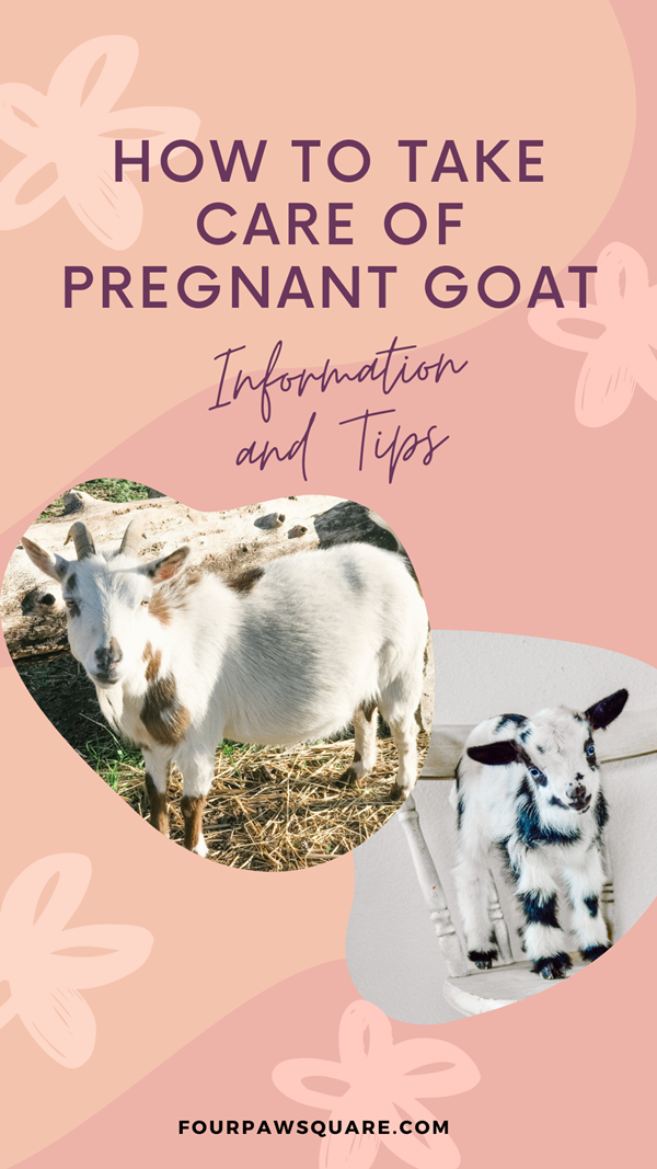 How to take care of Pregnant Goat Information and Tips