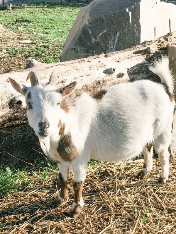 How to take care of Pregnant Goat: Information and Tips