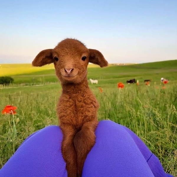 40 Cute Smiling Animals To Make Your Day