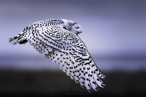 40 Magical Pictures of Snowy Owls