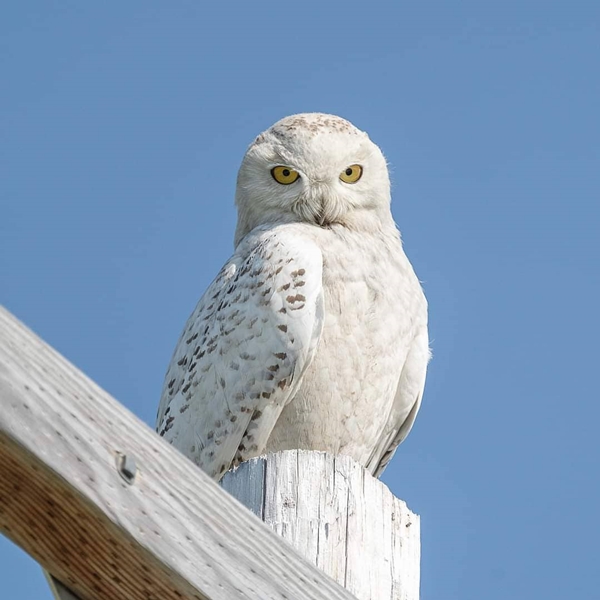 40 Magical Pictures of Snowy Owls