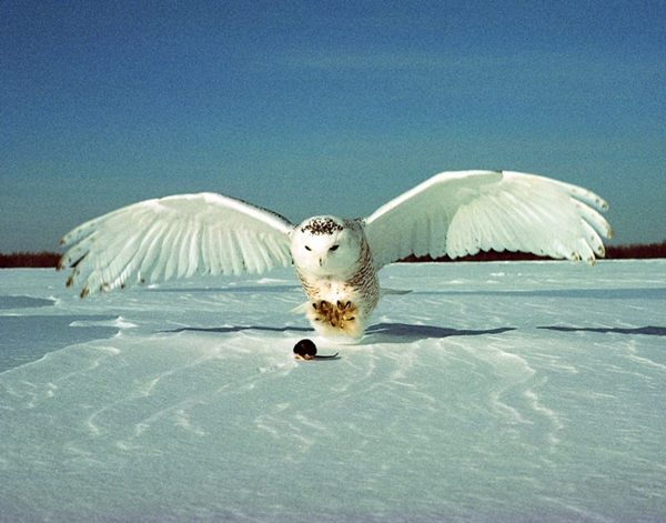 40 Magical Pictures of Snowy Owls 