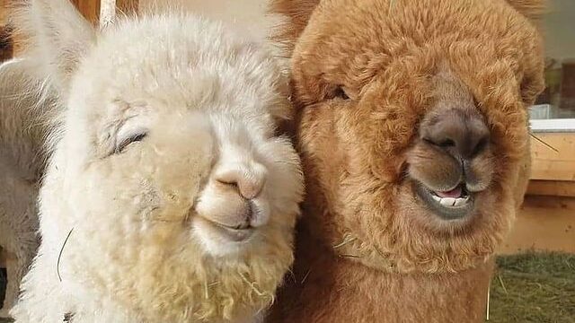 40 Cute Smiling Animals To Make Your Day