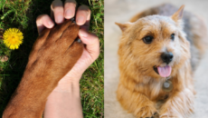10 Tips on Taking Care Of Dog's Paws