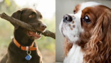 12 Tips to Stop Dogs from Destructive Chewing