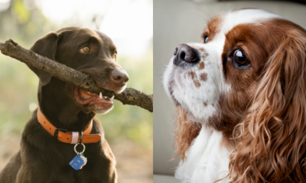 12 Tips to Stop Dogs from Destructive Chewing