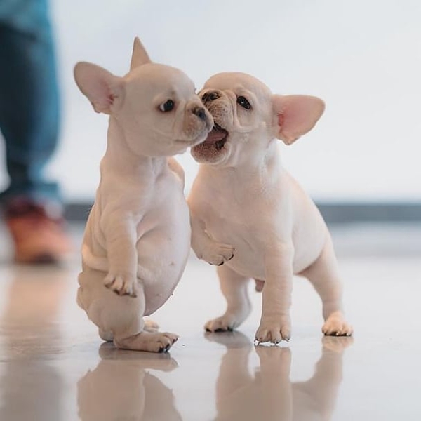 40 Cute Pictures of Teacup Puppies