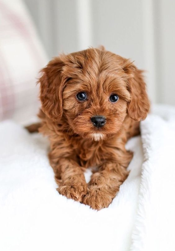 40 Cute Pictures of Teacup Puppies