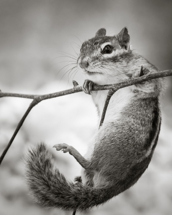 Fascinating Black And White Animal Photography