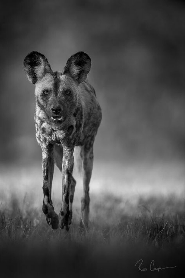 Fascinating Black And White Animal Photography