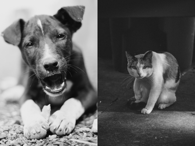 40 Fascinating Black And White Animal Photography