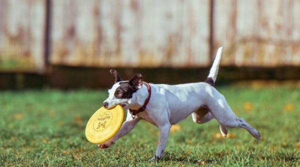10 Animals That Are Love to Play Sports