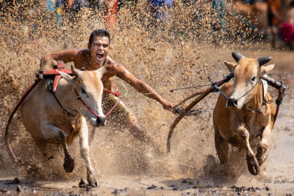 10 Animals That Are Love to Play Sports