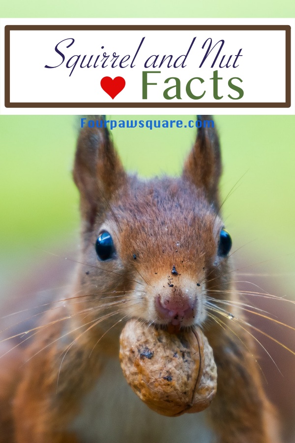 Amazing Squirrel and Nut Love Facts