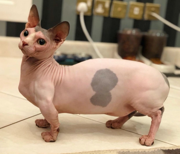 10 Most Popular Hairless and Unique Cat Breeds https://www.google.com/url?sa=i&url=https%3A%2F%2Fwww.reddit.com%2Fr%2Faww%2Fcomments%2F81jrhs%2Fa_sphinx_munchkin_is_called_a_bambino%2F&psig=AOvVaw0TCVlCsCtRShLsG62Uf42E&ust=1638303630960000&source=images&cd=vfe&ved=0CAwQjhxqFwoTCPDQiuayvvQCFQAAAAAdAAAAABBF https://www.google.com/url?sa=i&url=https%3A%2F%2Fwww.holidogtimes.com%2Fcat%2Fcat-breeds%2Fdonskoy-cat%2F&psig=AOvVaw0Oy2e8cq9Y_uEHoGww4bno&ust=1638303779441000&source=images&cd=vfe&ved=0CAwQjhxqFwoTCLCiiaqzvvQCFQAAAAAdAAAAABAJ https://www.google.com/url?sa=i&url=https%3A%2F%2Fthediscerningcat.com%2Fdwelf-cat%2F&psig=AOvVaw2m6MRgfpPQZs6L6nFQIyOL&ust=1638303819901000&source=images&cd=vfe&ved=0CAwQjhxqFwoTCJjAlr-zvvQCFQAAAAAdAAAAABAD https://www.google.com/url?sa=i&url=https%3A%2F%2Fen.petglobals.com%2Farticles%2Fcatsbreeds%2Felfcat&psig=AOvVaw1PzIWBN4IiFs_aqzJhBsw9&ust=1638303856831000&source=images&cd=vfe&ved=0CAwQjhxqFwoTCMDtktGzvvQCFQAAAAAdAAAAABAD https://www.google.com/url?sa=i&url=https%3A%2F%2Fwww.catbreedselector.com%2Flykoi.asp&psig=AOvVaw33YRZ4pUXHDT8XRsx6ft_l&ust=1638303899836000&source=images&cd=vfe&ved=0CAwQjhxqFwoTCOiRieazvvQCFQAAAAAdAAAAABAJ https://www.google.com/url?sa=i&url=https%3A%2F%2Fthediscerningcat.com%2Fminskin%2F&psig=AOvVaw2sNm2ttJJ7lh_n3Q0dO98s&ust=1638303946060000&source=images&cd=vfe&ved=0CAwQjhxqFwoTCMjMmoC0vvQCFQAAAAAdAAAAABAU https://www.google.com/url?sa=i&url=https%3A%2F%2Fpholder.com%2Fdiscussions%3Fpage%3D52&psig=AOvVaw1UEu4cjOjH__9iSJt0ALfJ&ust=1638304078468000&source=images&cd=vfe&ved=0CAwQjhxqFwoTCJjE-ra0vvQCFQAAAAAdAAAAABAJ https://www.google.com/url?sa=i&url=https%3A%2F%2Fcommons.wikimedia.org%2Fwiki%2FCategory%3ASphynx_(cat)&psig=AOvVaw0mWpE4TzMcrJhkWXJ5EILK&ust=1638304114928000&source=images&cd=vfe&ved=0CAwQjhxqFwoTCLjE6c20vvQCFQAAAAAdAAAAABAO https://www.google.com/url?sa=i&url=https%3A%2F%2Fen.wikipedia.org%2Fwiki%2FSphynx_cat&psig=AOvVaw3T7Q8R3QySTmnxqVMBzDZ6&ust=1638304174482000&source=images&cd=vfe&ved=0CAwQjhxqFwoTCOjvqOq0vvQCFQAAAAAdAAAAABAD https://www.google.com/url?sa=i&url=https%3A%2F%2Fwww.mycatbreeds.com%2Fukrainian-levkoy&psig=AOvVaw2fWCjZuPdmAprvW97E8EI2&ust=1638304213969000&source=images&cd=vfe&ved=0CAwQjhxqFwoTCNiLmv-0vvQCFQAAAAAdAAAAABAD