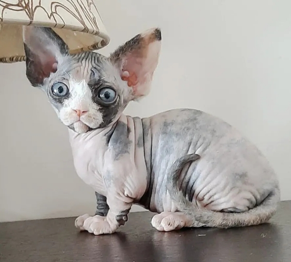10 Most Popular Hairless and Unique Cat Breeds