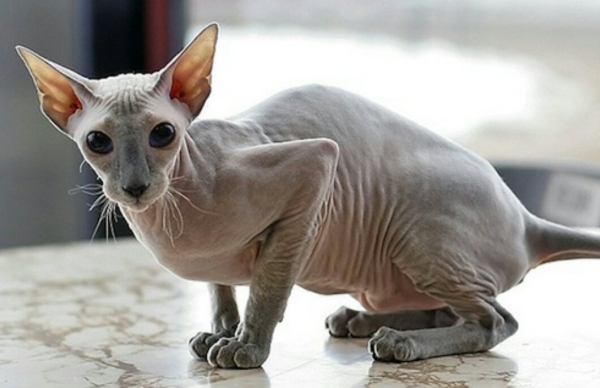 10 Most Popular Hairless and Unique Cat Breeds