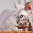 Most Popular Hairless and Unique Cat Breeds